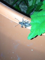 Naupactus versatilis