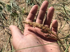 Panicum racemosum
