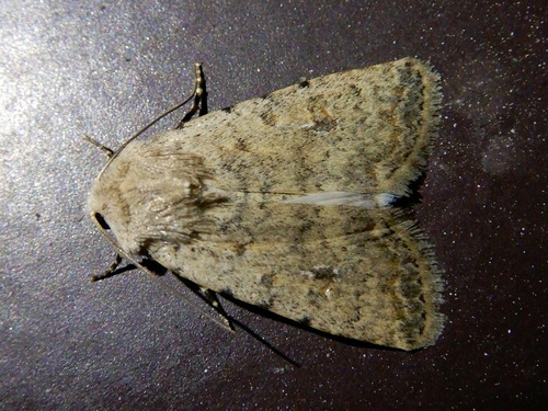 Representative image of Caradrina clavipalpis