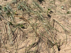 Panicum racemosum