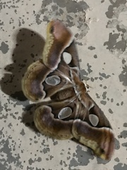 Rothschildia arethusa