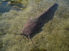 Catfish photo 2