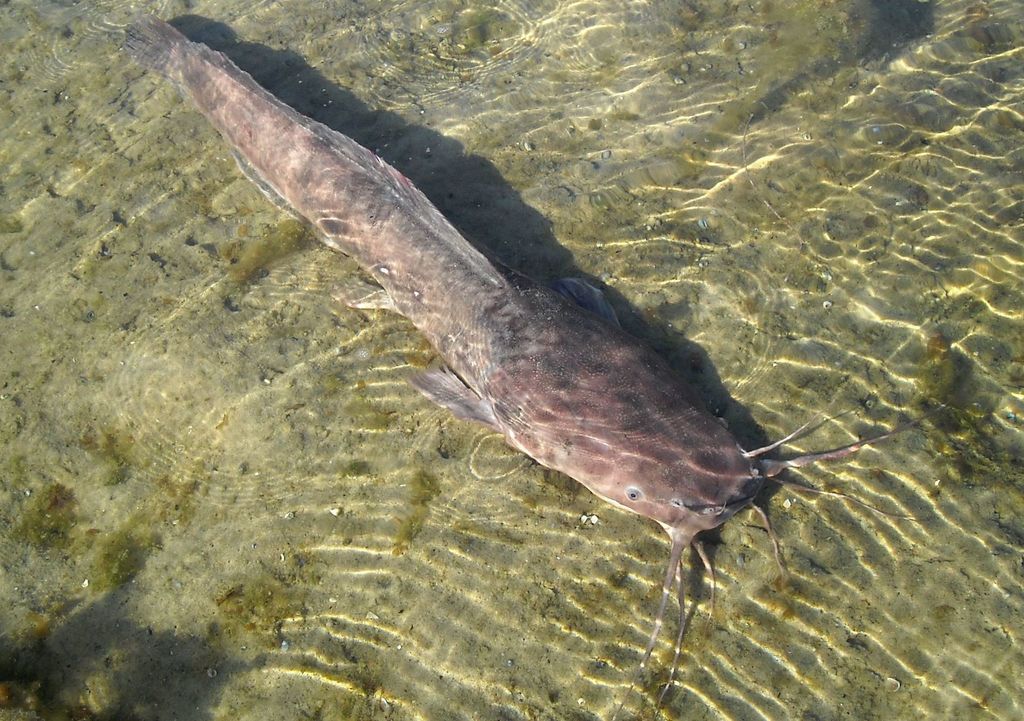 Catfish
