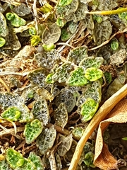 Lobelia perpusilla