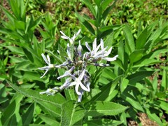 Amsonia repens