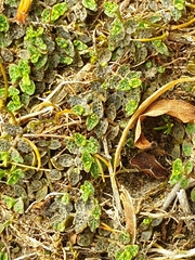 Lobelia perpusilla