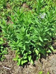 Amsonia repens