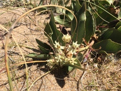 Asclepias × aequicornu