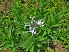 Amsonia repens