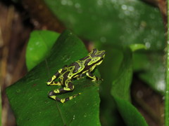 Atelopus spurrelli