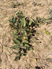 Asclepias × aequicornu
