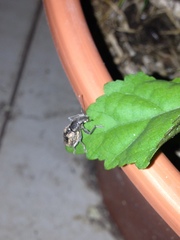 Naupactus versatilis