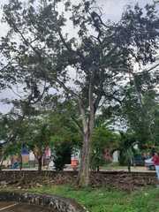 Delonix regia