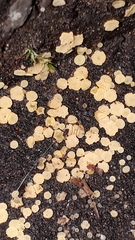 Bisporella subpallida