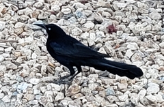 Quiscalus mexicanus