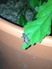 Naupactus versatilis