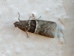Elegia atrifasciella