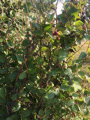 Cotoneaster acutifolius