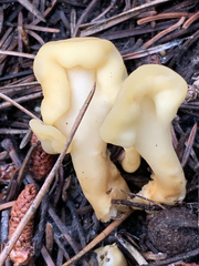 Cudoniaceae