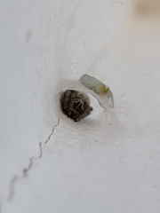 Stegodyphus lineatus