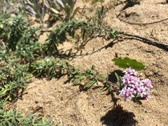 Stevia satureiifolia