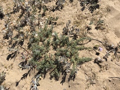 Stevia satureiifolia