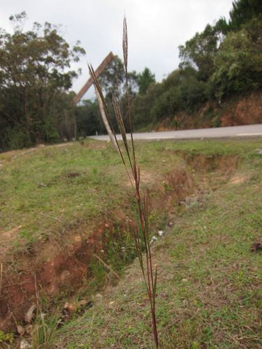 Large Silver Andropogon (Andropogon huillensis)