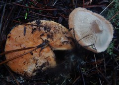 Lactarius tesquorum