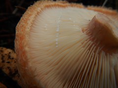 Lactarius tesquorum