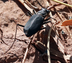 Cicindela obsoleta obsoleta