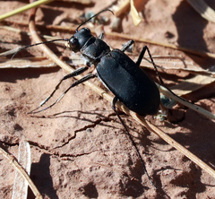Cicindela obsoleta obsoleta