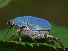 Hoplia coerulea