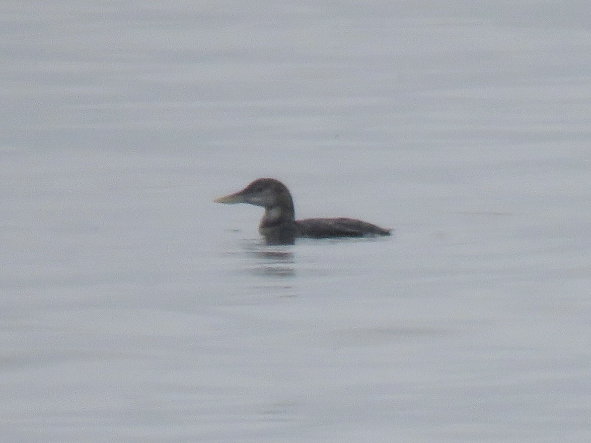 Yellow-billed Loon