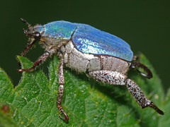 Hoplia coerulea