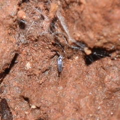 Lepidocyrtinae