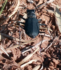 Cicindela obsoleta obsoleta