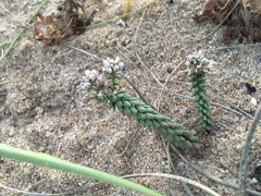 Polygala cyparissias
