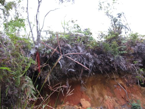 Andropogon trichozygus image