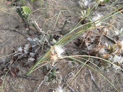 Polygala cyparissias