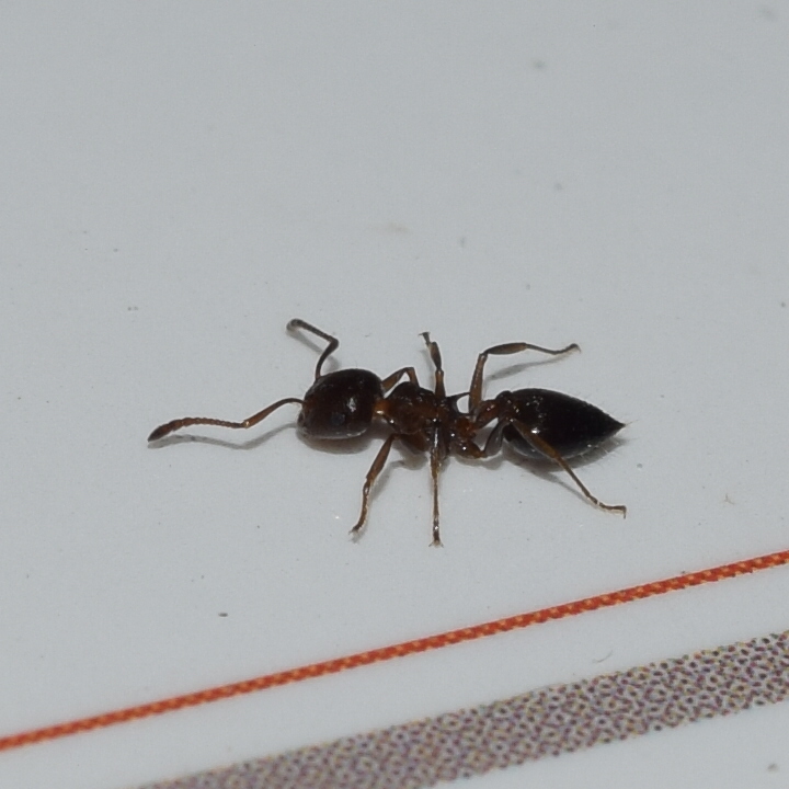 Crematogaster coarctata