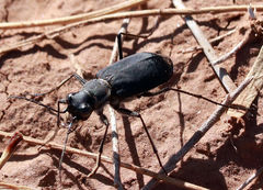 Cicindela obsoleta obsoleta