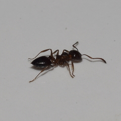 Crematogaster coarctata
