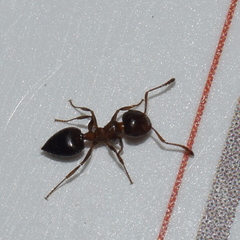 Crematogaster coarctata