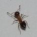 Crematogaster coarctata - Photo (c) Grant Wang, some rights reserved (CC BY-NC), uploaded by Grant Wang