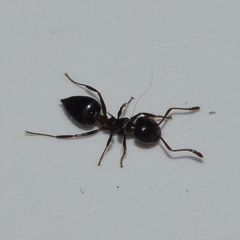 Crematogaster coarctata