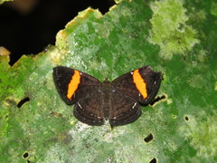 Crocozona pheretima