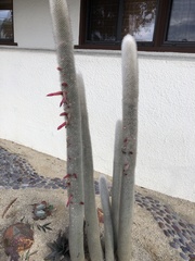 Cleistocactus