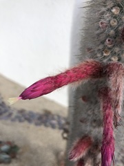 Cleistocactus