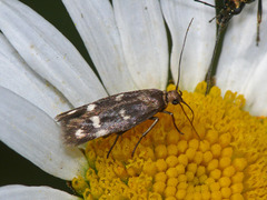 Scythris scopolella