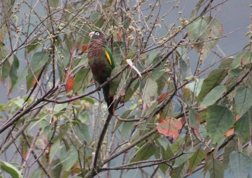 Flame-winged Parakeet (Pyrrhura calliptera), photo 5